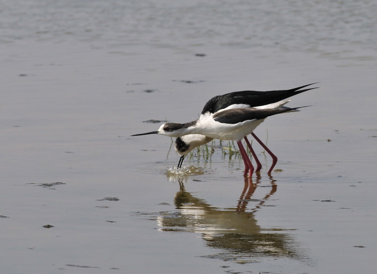 Il B.B. del Cavaliere - Himantopus himantopus L.